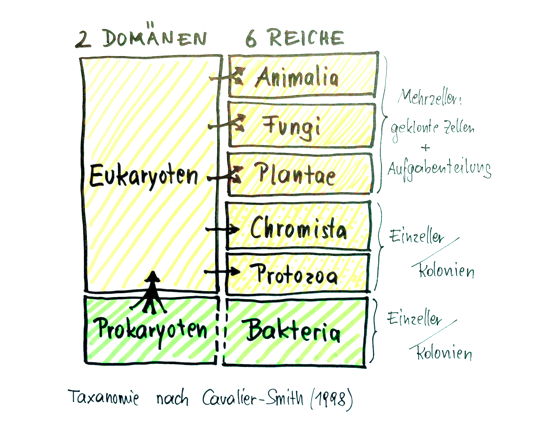 Prokaryoten = Zellen ohne Zellkern, Eukaryoten = Zellen mit Zellkern, Animalia = Tiere, Fungi = Pilze, Plantae = Pflanzen, Chromista = Algen u. andere, Protozoa = bewegliche Einzeller mit Zellkern   